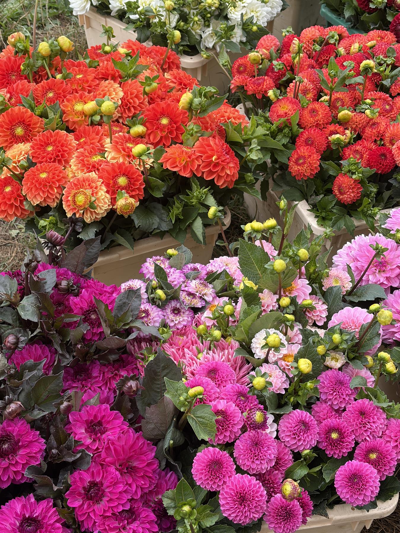 Leuchtend pinke und orange Blüten, dicht an dicht in der Blumenauswahl