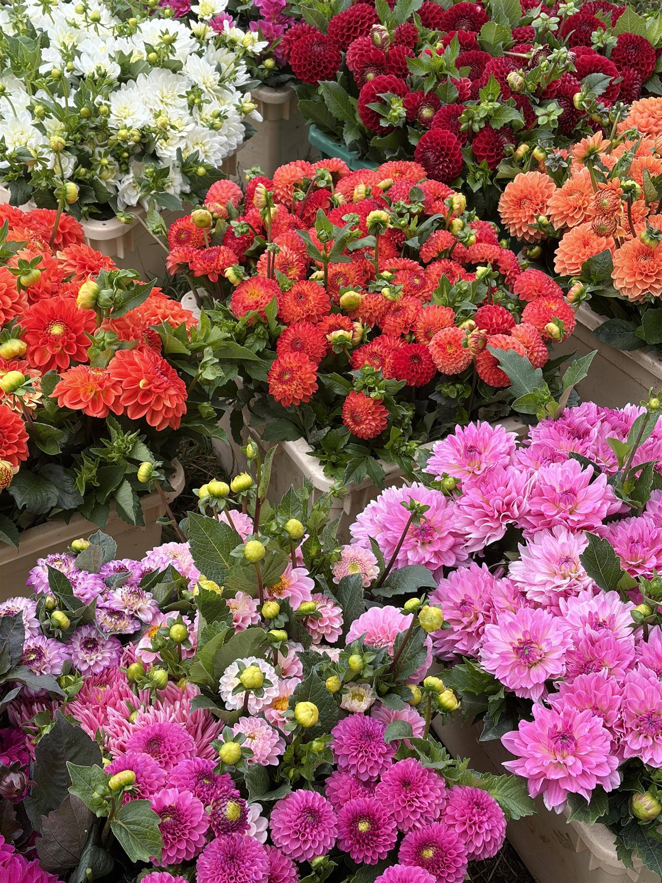 Farbenfrohes Sortiment aus orangefarbenen und pinken Blüten