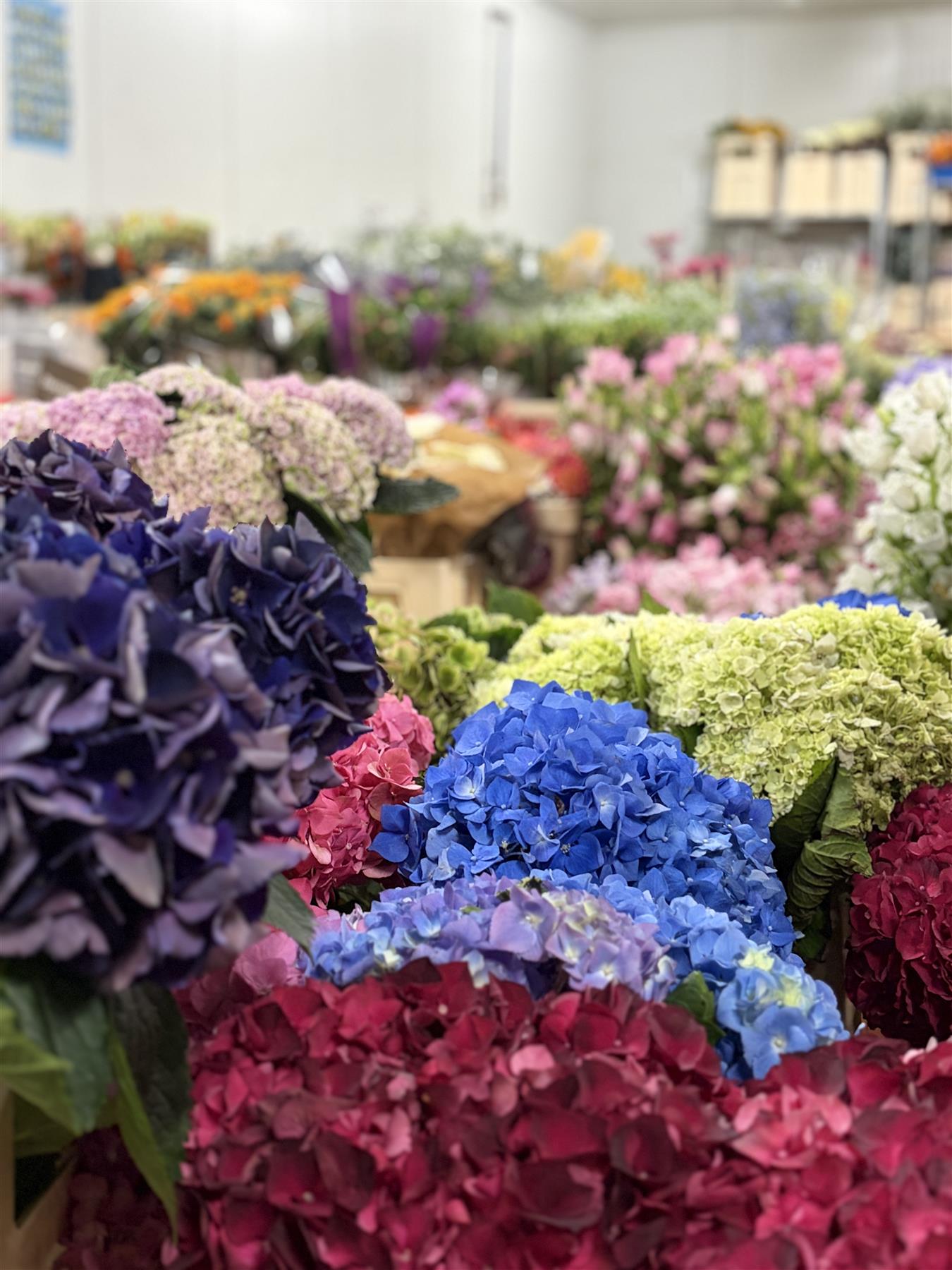 Frische Hortensien und Schnittblumen im Großhandel