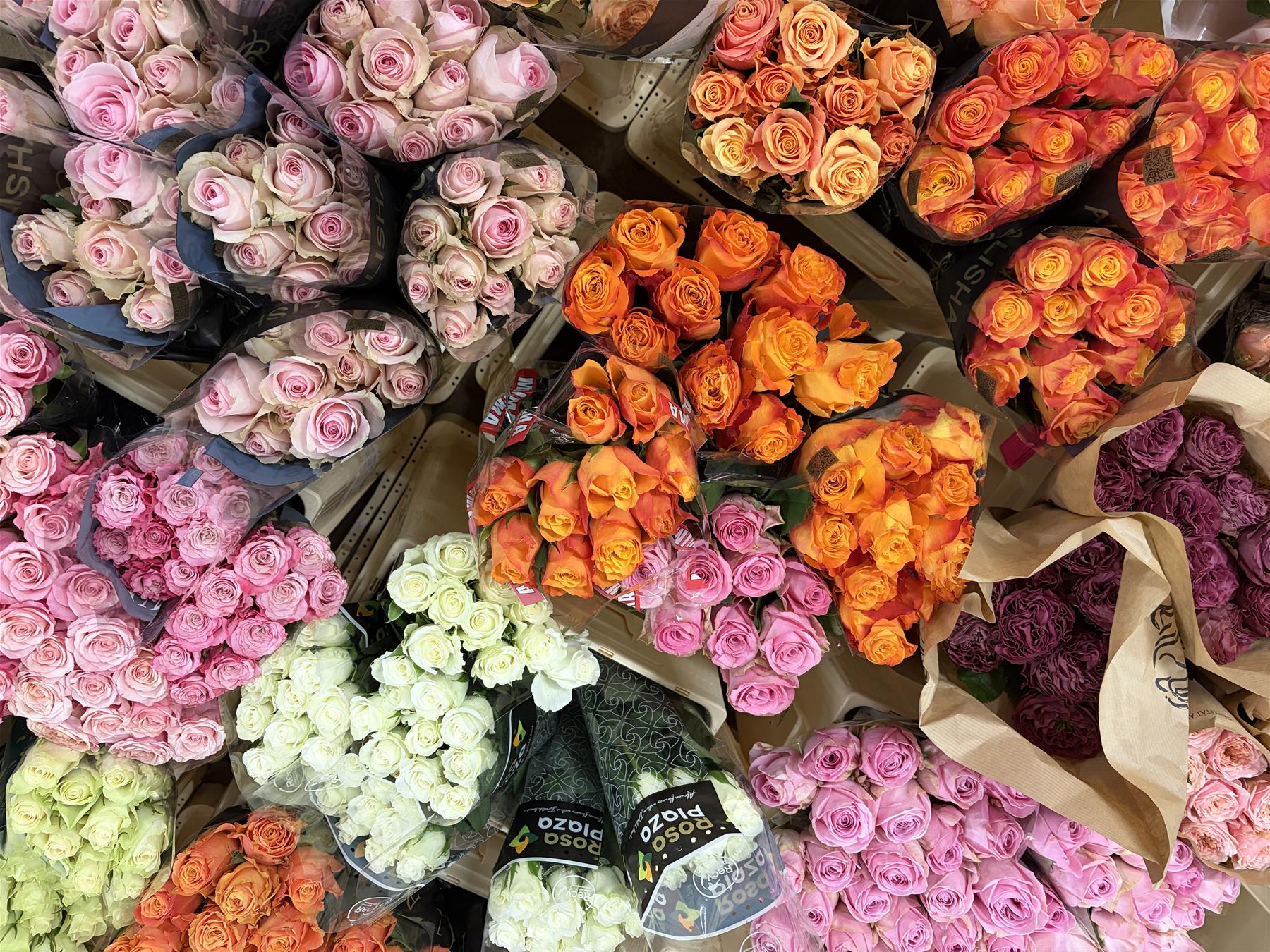 Frische Rosen in Orange, Rosa und Weiß, in Papier gebündelt